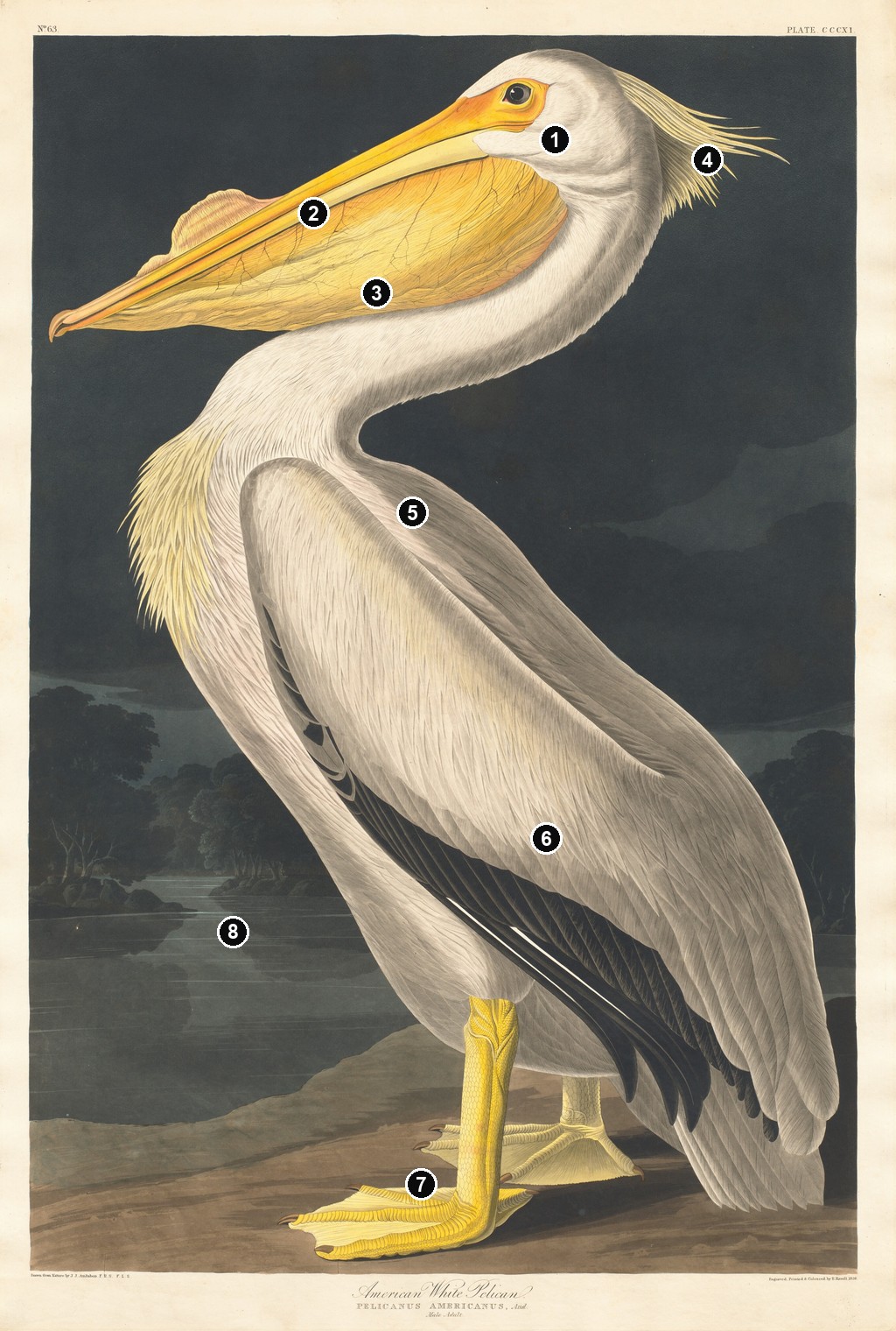 Annotated details from American White Pelican by John James Audubon